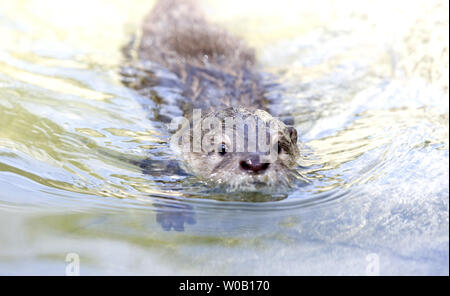 Sidney, una tre-mese-vecchio maschio piccolo asiatico-artigliato lontra, esplora un vuoto contenitore di tiger, al Six Flags Discovery Kingdom, Vallejo, California, il 23 luglio 2009. (UPI foto/Ken James) Foto Stock