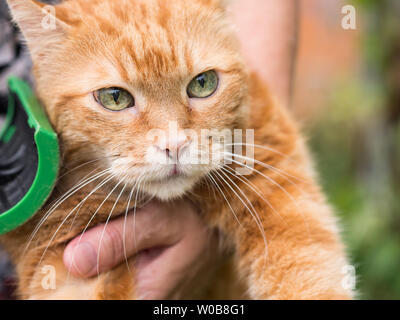 Donna pettinatura di un gatto rosso all'aperto. Messa a fuoco selettiva. Foto Stock