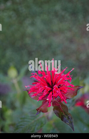 Splendido sbocciato Monarda didyma - Scarlet beebalm - con belle foglie in una giornata di sole - immagine 2 di 4 Foto Stock