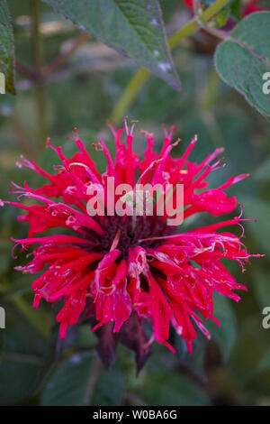 Splendido sbocciato Monarda didyma - Scarlet beebalm - con belle foglie in una giornata di sole - immagine 4 di 4 Foto Stock