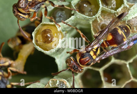 La fotografia macro di vespe sul nido con le larve e le uova sulla parte posteriore della balestra Foto Stock