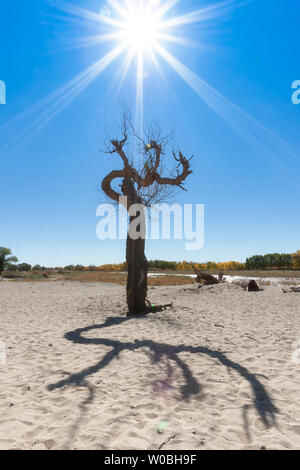 Un albero morto nel sole Foto Stock