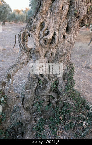 Alberi di ulivo vivere a lungo e di attirare attenzione con differenti strutture corpo Foto Stock