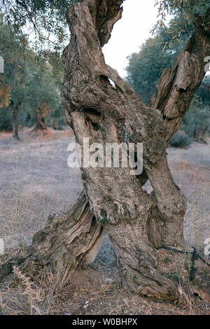 Alberi di ulivo vivere a lungo e di attirare attenzione con differenti strutture corpo Foto Stock