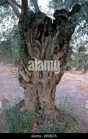 Alberi di ulivo vivere a lungo e di attirare attenzione con differenti strutture corpo Foto Stock