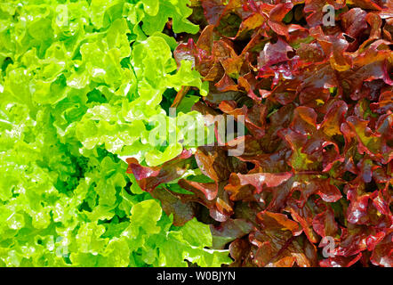 La lattuga verde e rosso e metà e metà Foto Stock