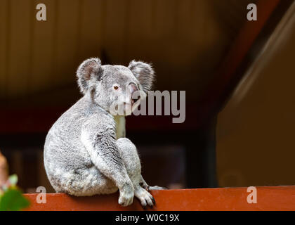 Una immagine ritratto di un simpatico wild GREY KOALA Foto Stock