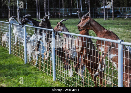 Allevamento di capre vive in una fattoria Foto Stock