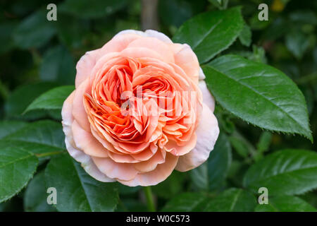 Rosa salmone Arancione Rosa nel giardino. Foto Stock