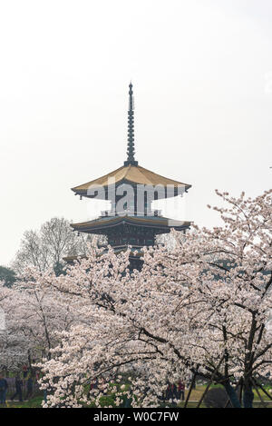 East Lake Cherry Garden, Wuhan Foto Stock