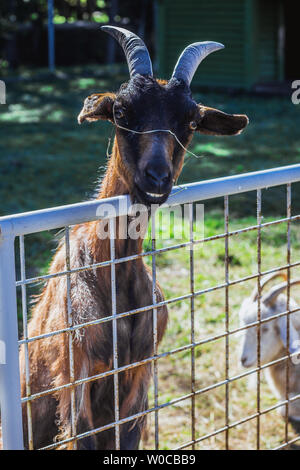 Carino capra appoggiata al di fuori del recinto nel cantiere, in estate Foto Stock