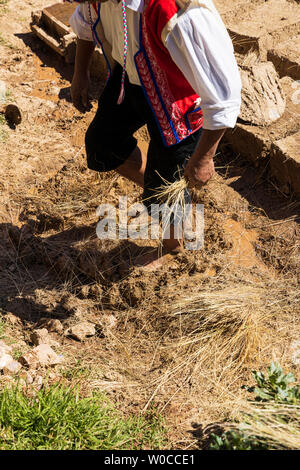 Come rendere Adobe blocchi di fango per la costruzione di case, Pisac, Valle Sacra, Perù, Sud America Foto Stock