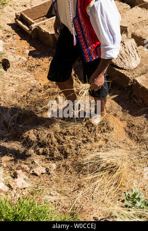 Come rendere Adobe blocchi di fango per la costruzione di case, Pisac, Valle Sacra, Perù, Sud America Foto Stock