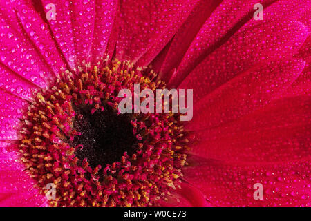 Close-up di pink gerbera center con gocce di rugiada. Foto Stock