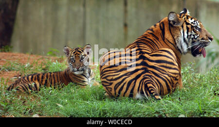 Mara, uno dei tre di Sumatra maschi cuccioli di tigre nata recentemente, risiede nell'erba con sua madre sul suo secondo giorno fuori presso lo Zoo Nazionale Il 12 agosto 2004 a Washington. Le tigri di Sumatra sono una specie in via di estinzione, con soli 500 trovata nel selvaggio dell'isola indonesiana di Sumatra e 200 in cattività. (UPI foto/Michael Kleinfeld) Foto Stock