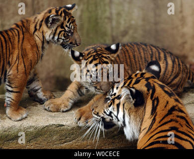 Mara e Besar, due dei tre di Sumatra maschi cuccioli di tigre nata recentemente, giocare in acqua con la loro madre sul loro secondo giorno fuori presso lo Zoo Nazionale Il 12 agosto 2004 a Washington. Le tigri di Sumatra sono una specie in via di estinzione, con soli 500 trovata nel selvaggio dell'isola indonesiana di Sumatra e 200 in cattività. (UPI foto/Michael Kleinfeld) Foto Stock