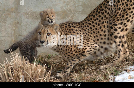 Uno dei quattro cheetah cubs giocare con la sua mamma Tumai presso lo Zoo Nazionale di Washington il 4 febbraio 2005. Questa è la prima cucciolata di cuccioli di ghepardo nato presso il National Zoo durante i suoi 115 anni di storia. Essi sono nati dieci settimane fa. Le scimmie sono più veloci degli animali terrestri, raggiungendo la velocità verso l'alto di 60 miglia all'ora. (UPI foto/Pat Benic) Foto Stock