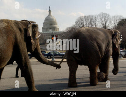 Gli elefanti del Ringling Bros e Barnum e Bailey Circus marzo attraverso le strade di Washington con gli Stati Uniti Capitol in background, il 21 marzo 2005. Il corteo è promuovere il fatto che il circo è in città. (UPI foto/Michael Kleinfeld) Foto Stock