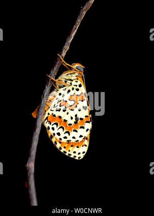 Avvistato aka Red band fritillary butterfly, Melitaea didyma, appena emersa dalla crisalide. In attesa di ali a secco. Studio isolati su nero. Foto Stock