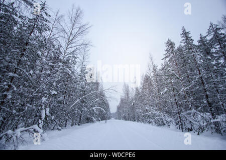 Paesaggio invernale nei boschi innevati a San Pietroburgo, Russia Foto Stock