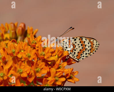 Avvistato aka Red band fritillary butterfly, Melitaea didyma, appena emersa dalla crisalide. Profilo sul Asclepias, milkweed fiore. Foto Stock