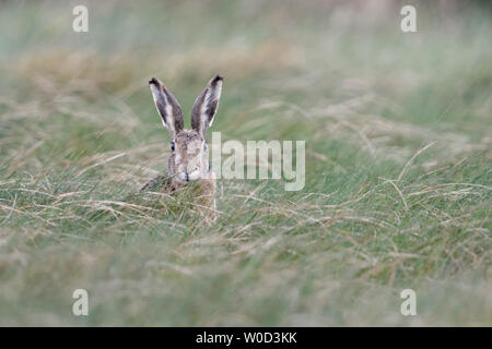 Lepre, Marrone Lepre / Europea ( lepre Lepus europaeus ) seduto in erba alta, guardando attentamente verso la telecamera, sembra divertente, la fauna selvatica, l'Europa. Foto Stock