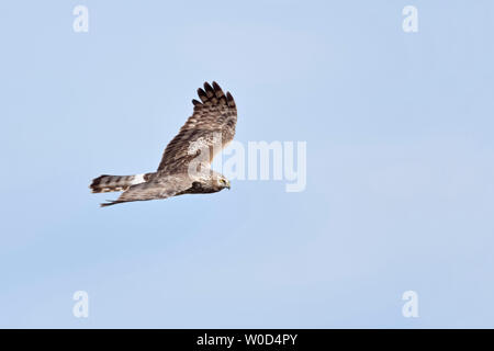 Albanella reale / Kornweihe ( Circus cyaneus ), femmina adulta in volo, vista laterale dettagliata, cielo blu, la fauna selvatica, l'Europa. Foto Stock