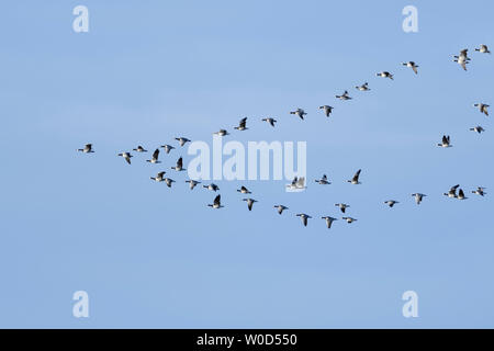 Barnacle Goose / Oche facciabianca ( Branta leucopsis ), gregge in volo, nella tipica formazione, uccelli migratori, passaggio di uccelli, animali selvatici, l'Europa. Foto Stock