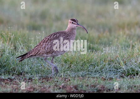 Whimbrel ( Numenius phaeopus ) su un prato umido, in appoggio durante la migrazione degli uccelli alla ricerca di cibo, fauna selvatica, l'Europa. Foto Stock