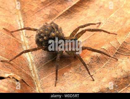 Wolf Spider e spiderlings (Famiglia Lycosidae) Foto Stock