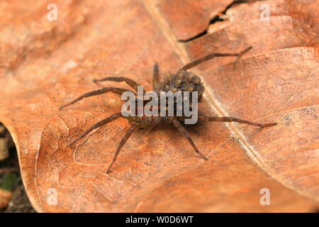 Wolf Spider e neonati Foto Stock