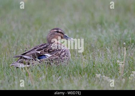 Mallard / Anatra selvatica (Anas platyrhynchos ), femmina adulta, seduta / in appoggio su una rugiada praterie umide, in un prato, fauna selvatica, l'Europa. Foto Stock