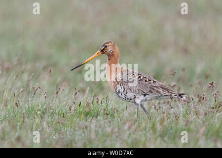 Nero-tailed Godwit / Uferschnepfe ( Limosa limosa), Adulto, tipico wader bird, allevamento del piumaggio, camminando attraverso un prato umido, la fauna selvatica, l'Europa. Foto Stock