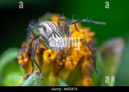 Oxyopes papuanus, northern lynx spider, la caccia su un fiore Foto Stock