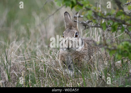 / Coniglio Coniglio europeo ( oryctolagus cuniculus ), adulto, nascondere sotto i cespugli, sembra carino, fauna selvatica, l'Europa. Foto Stock