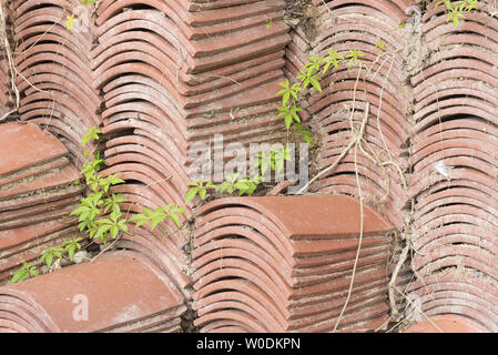 Tegole di terracotta impilati pronti per l'uso con uno schema simmetrico.con fogliame crescendo attraverso. Foto Stock