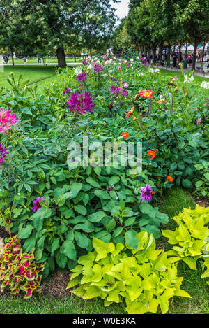 Francia, 1° arrondissement di Parigi, Giardino delle Tuileries, aiuola Foto Stock