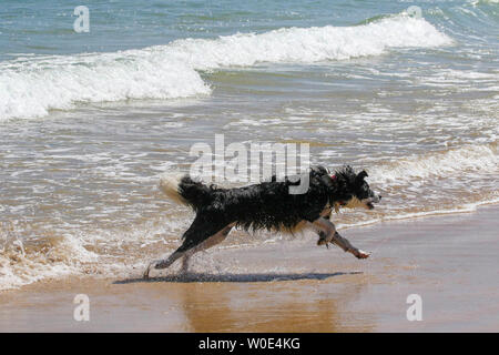 Fanad Penisola, County Donegal, Irlanda. Il 27 giugno 2019. Un caldo pomeriggio soleggiato con profondo cielo blu nella Contea di Donegal. Un bianco e nero collie cane dopo raffreddamento in bianco onde. Credito: David Hunter/Alamy Live News. Foto Stock