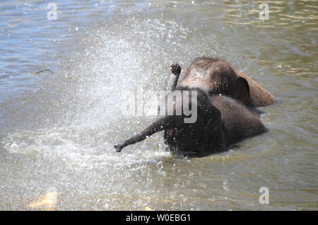 Gli elefanti giocare in acqua a Chester Zoo come le temperature continueranno ad aumentare in tutto il Regno Unito. Le temperature sono attesi a salire come alto come 31C (88F) questo fine settimana come un ondata di caldo diffondersi su parti di Europa si fa sentire in Gran Bretagna. Foto Stock