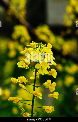 fiore di colza Foto Stock