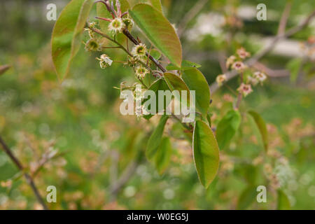 Amelanchier canadensis succursale con infiorescenza Foto Stock