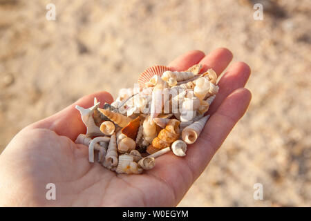In prossimità di una donna di mano piena di diverse conchiglie Foto Stock