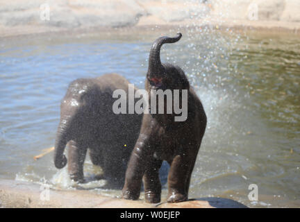 Gli elefanti giocare in acqua a Chester Zoo come le temperature continueranno ad aumentare in tutto il Regno Unito. Le temperature sono attesi a salire come alto come 31C (88F) questo fine settimana come un ondata di caldo diffondersi su parti di Europa si fa sentire in Gran Bretagna. Foto Stock