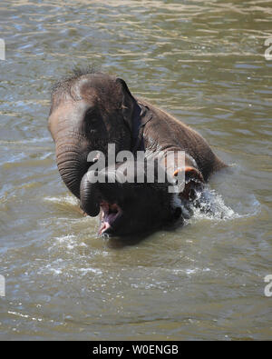 Gli elefanti giocare in acqua a Chester Zoo come le temperature continueranno ad aumentare in tutto il Regno Unito. Le temperature sono attesi a salire come alto come 31C (88F) questo fine settimana come un ondata di caldo diffondersi su parti di Europa si fa sentire in Gran Bretagna. Foto Stock