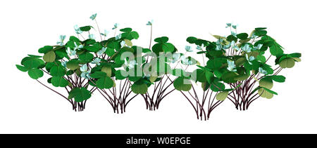 3D illustrazione di Oxalis acetosella o legno sorrel fiori isolati su sfondo bianco Foto Stock