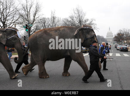 Un elefante passeggiate nei pressi di Stati Uniti Capitol Building durante i Fratelli Ringling e Barnum e Bailey Circus pachiderma Parade di Washington il 17 marzo 2009. Il Circus sarà a Washington dal marzo 19-22. (UPI foto/Kevin Dietsch) Foto Stock