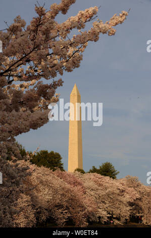 La fioritura dei ciliegi fioriscono lungo il bacino di marea vicino al Monumento di Washington a Washington il 31 marzo 2009. (UPI foto/Roger L. Wollenberg) Foto Stock