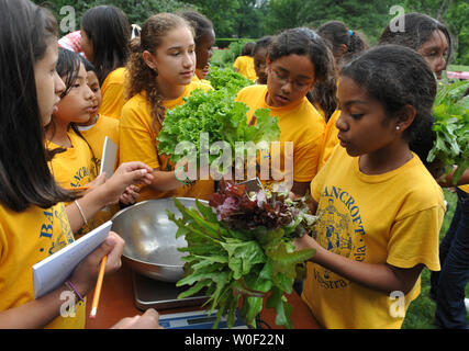 Gli studenti di Bancroft Scuola Elementare pesare le verdure dalla Casa Bianca cucina giardino sul prato Sud della Casa Bianca a Washington il 16 giugno 2009. Gli studenti scegli le verdure con la First Lady Michelle Obama e ha preparato un pasto nella Casa Bianca cucina. (UPI foto/Kevin Dietsch) Foto Stock