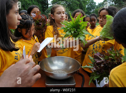 Gli studenti di Bancroft Scuola Elementare pesare le verdure dalla Casa Bianca cucina giardino sul prato Sud della Casa Bianca a Washington il 16 giugno 2009. Gli studenti scegli le verdure con la First Lady Michelle Obama e ha preparato un pasto nella Casa Bianca cucina. (UPI foto/Kevin Dietsch) Foto Stock