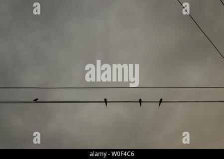 Il minimalismo fotografia, piccoli uccelli seduti sul filo elettrico Foto Stock